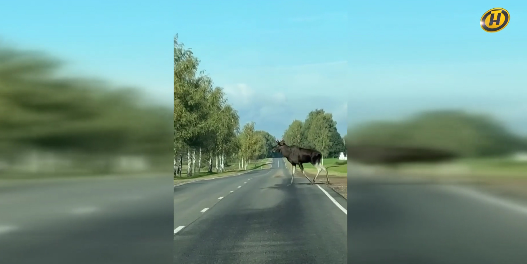 Лось перебегает дорогу